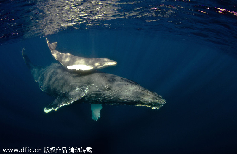 2013/14 Underwater Photography Competition winners announced