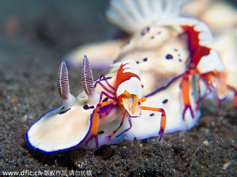 2013/14 Underwater Photography Competition winners announced