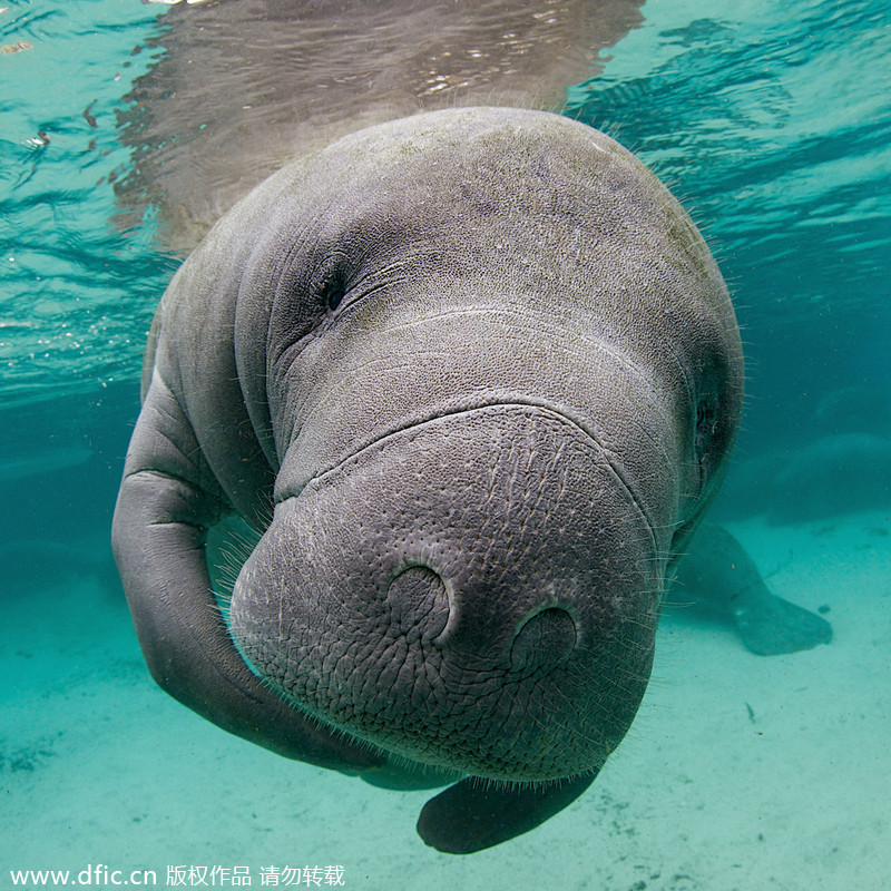 2013/14 Underwater Photography Competition winners announced