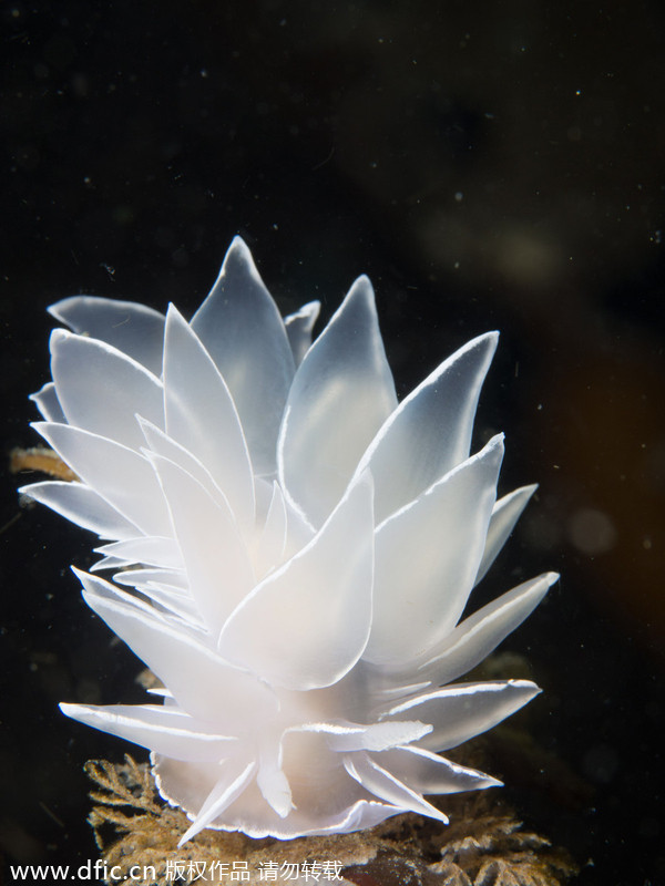 2013/14 Underwater Photography Competition winners announced