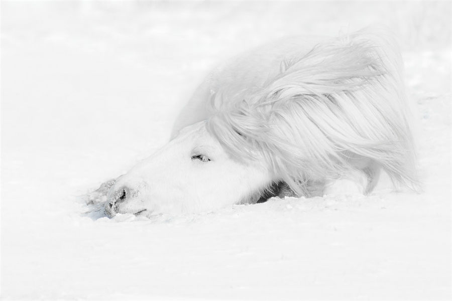 Galloping in the snow