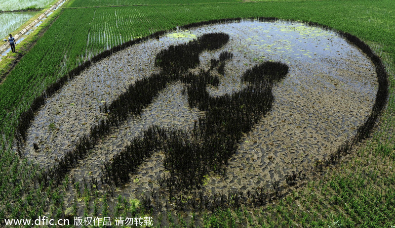 3D rice field paintings in Shenyang