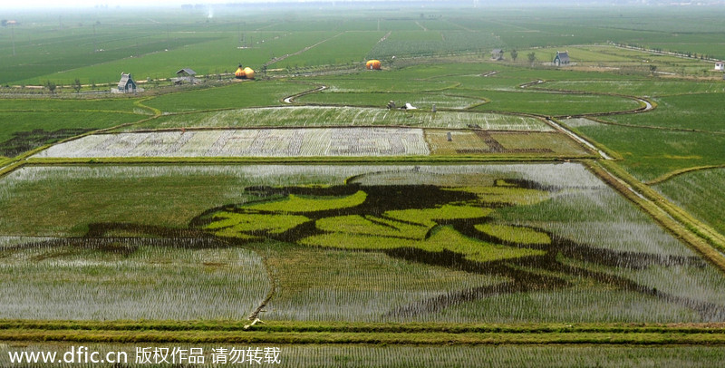 3D rice field paintings in Shenyang