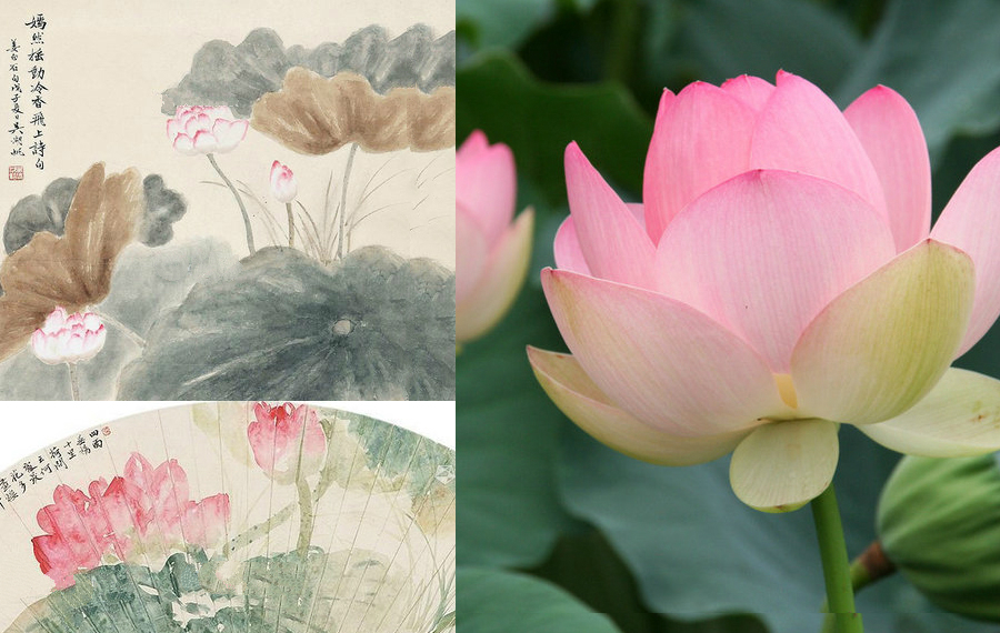 Importance of the Lotus Flower in Chinese Culture