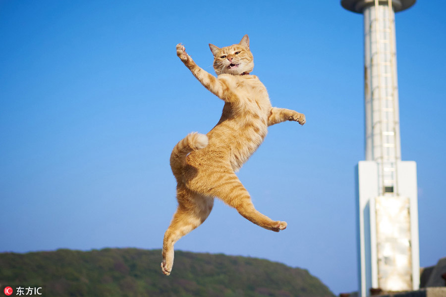 Cute cats pose like Chinese kung fu fighters[1]- Chinadaily.com.cn