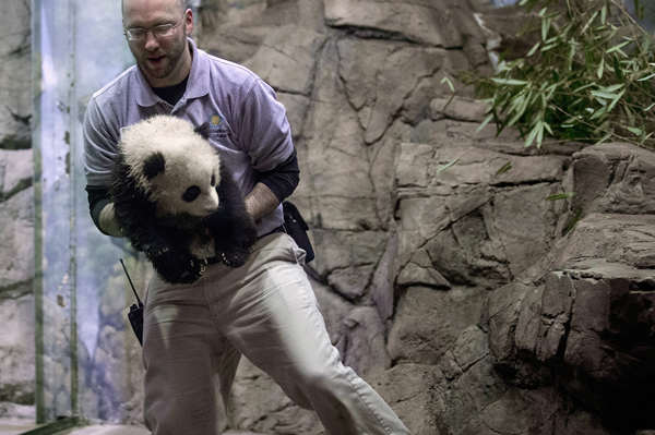 Bao Bao's debut kicks off Chinese New Year festivities