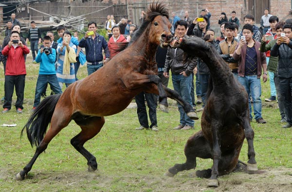 Equine fighting gives village traditional start to a new year