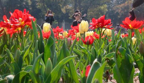 Wuhan welcomes cultural exchange with the Netherlands