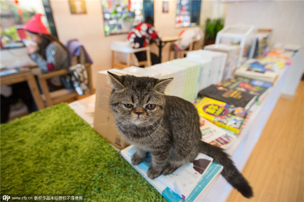 Cats attract visitors to bookstore