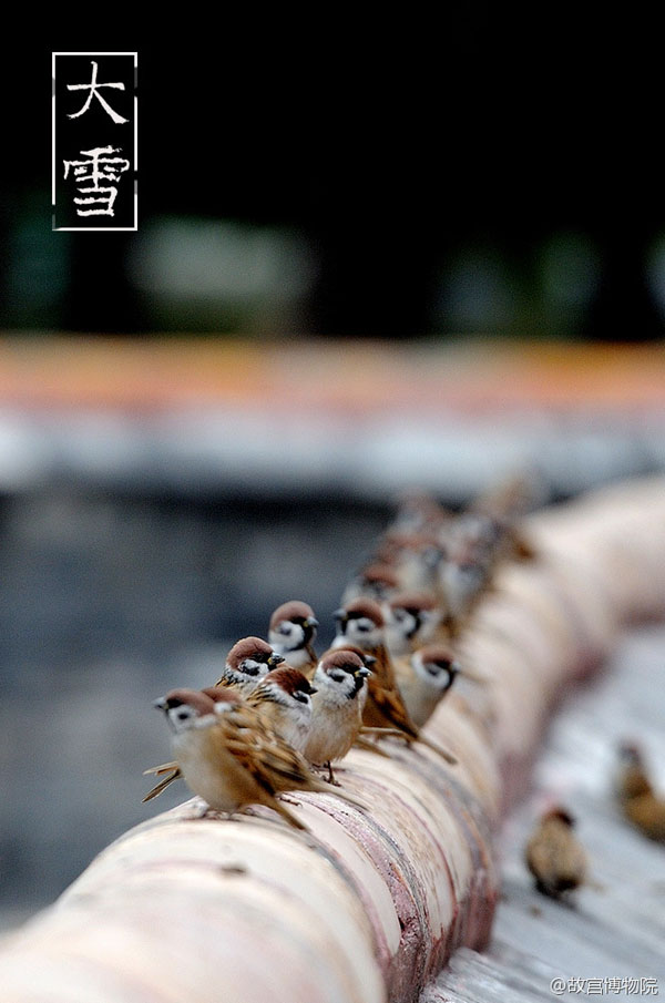 Photos reveal beauty of four seasons at Palace Museum