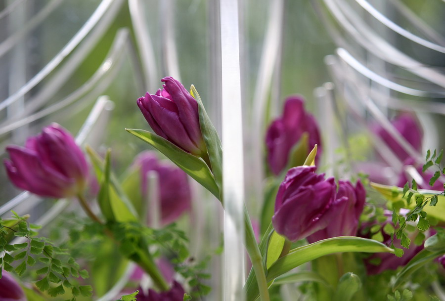 'Cathay' tulip named by Peng Liyuan shines in Beijing