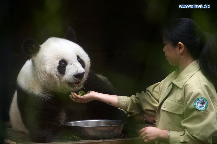 Oldest living giant panda in Chinese mainland