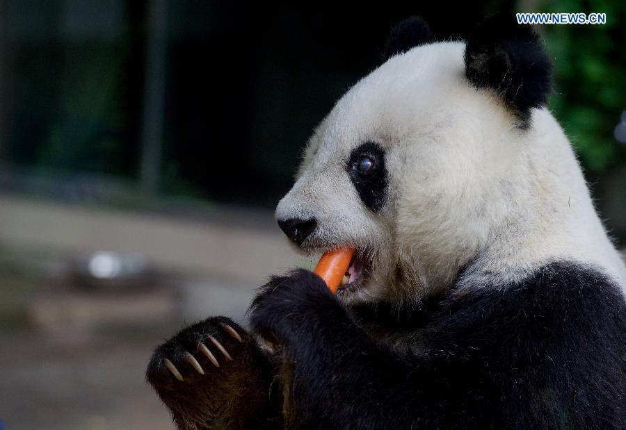 Oldest living giant panda in Chinese mainland