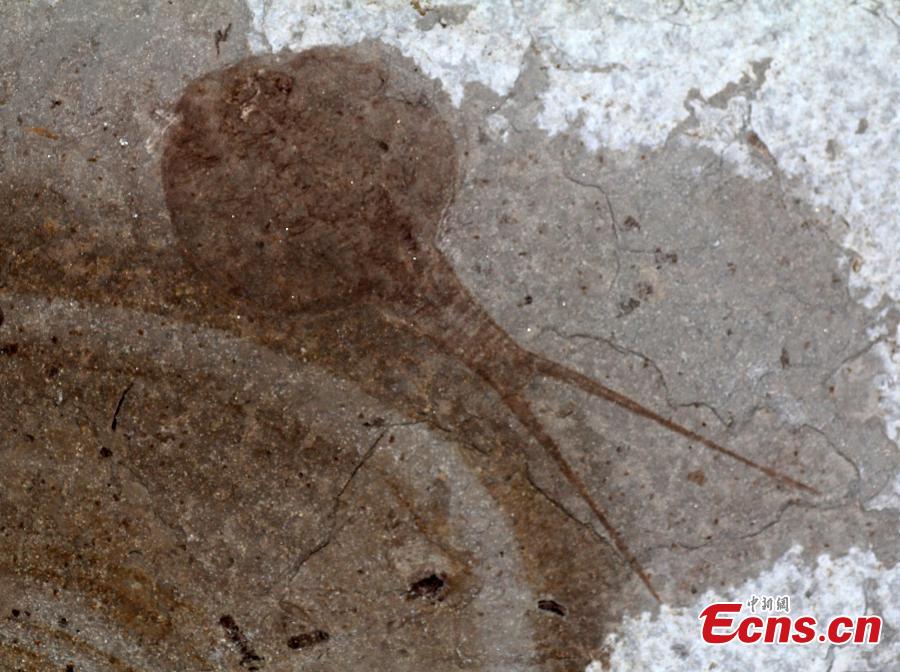 Researchers find shrimps from the age of dinosaurs in SW China