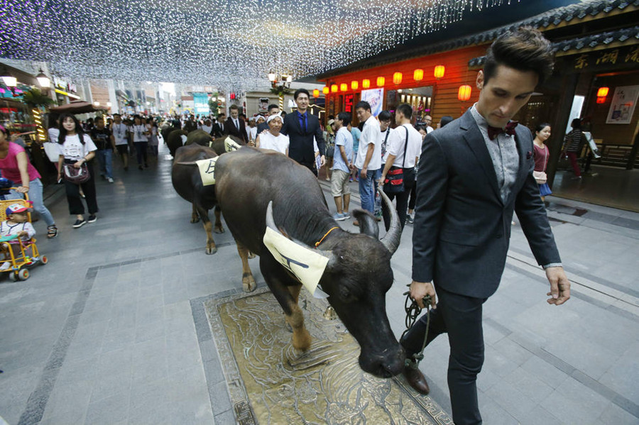 10 foreigners celebrate Chinese Valentine's Day with oxen in Wuhan
