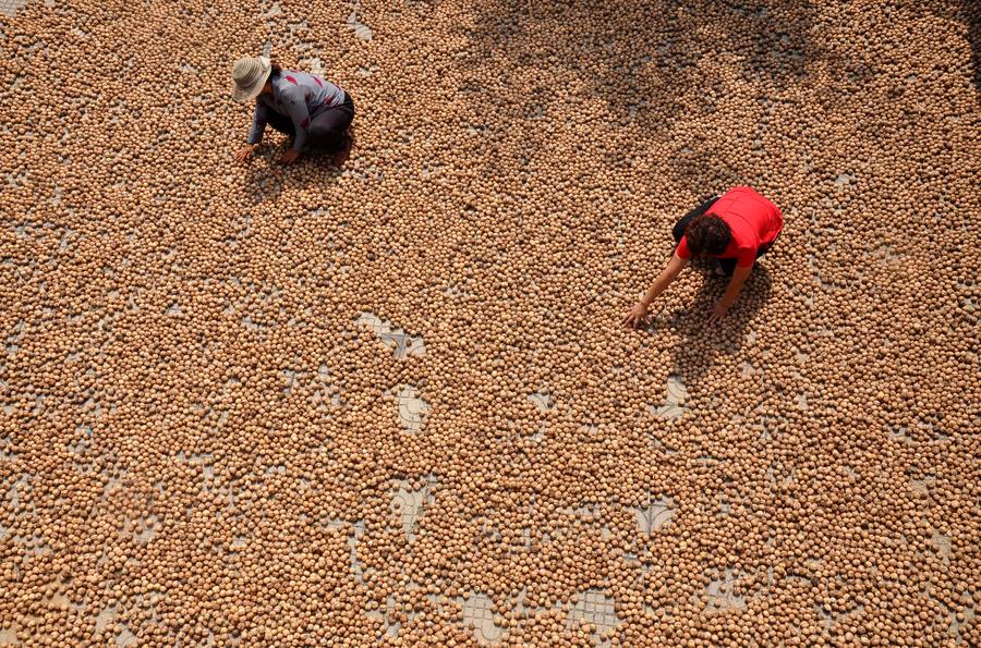 Harvest season colored by ripe crops around China