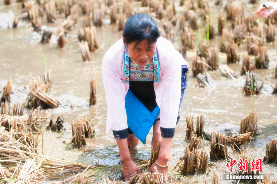 Miao people celebrate traditional 'grilling fish' festival