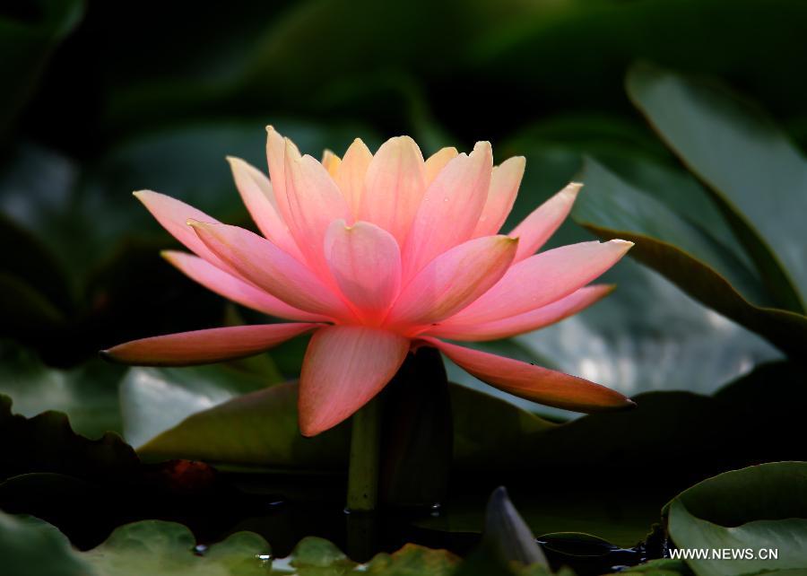 Blooming lotus flowers seen in Anhui