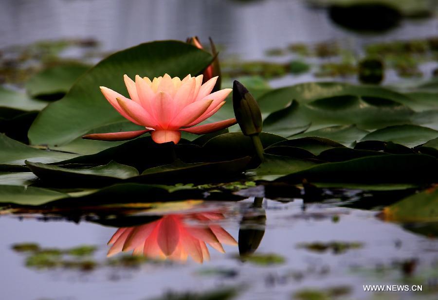 Blooming lotus flowers seen in Anhui