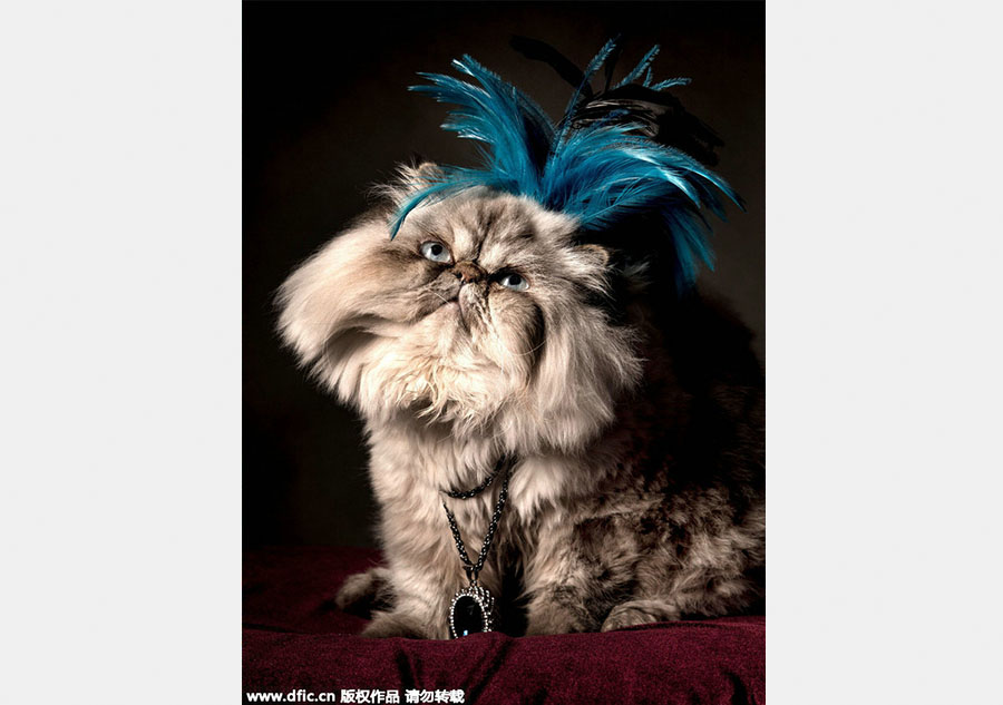 Photographer presents 'aristopets'