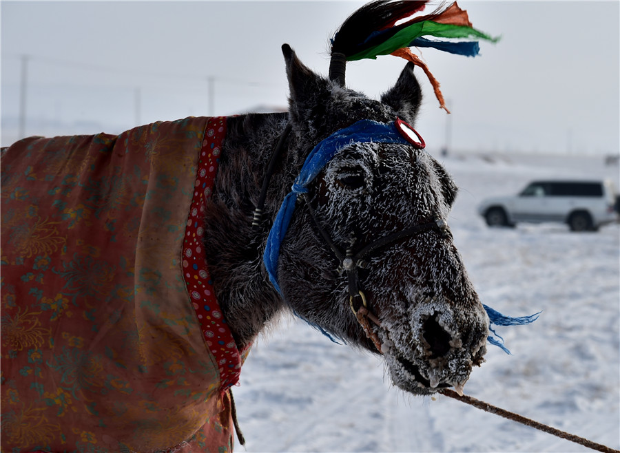 Nadam Festival begins in Inner Mongolia