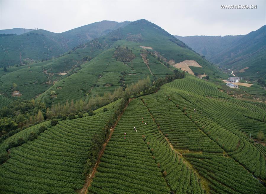Tea farmers celebrate harvest in Zhejiang