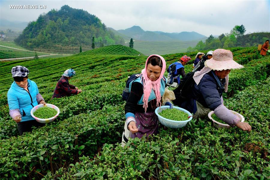 Contestants participate in tea contest in SW China