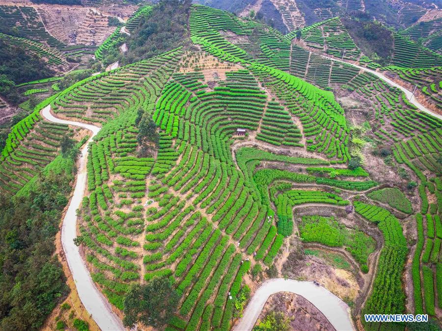 Lingtou Dancong Tea made in S China's Guangdong