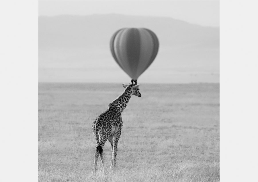 Chinese photographer captures African animals in striking portraits