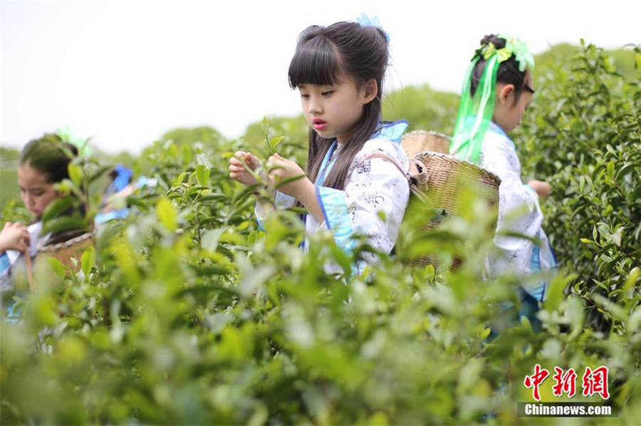 Chinese, foreigners pick tea leaves in ancient costumes