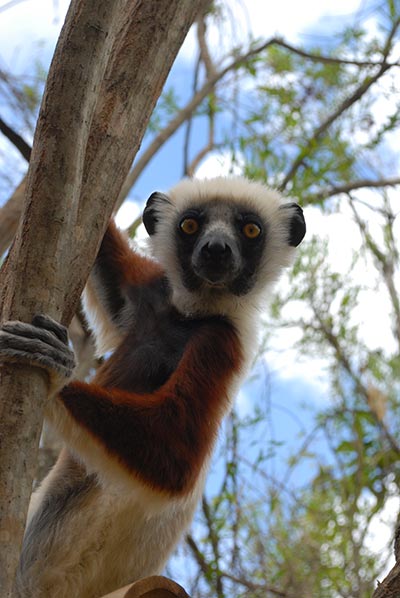 Madagascar gets real for celebrities on TV