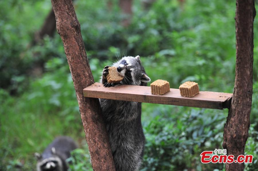 Animals also in Mid-Autumn Festival celebrations