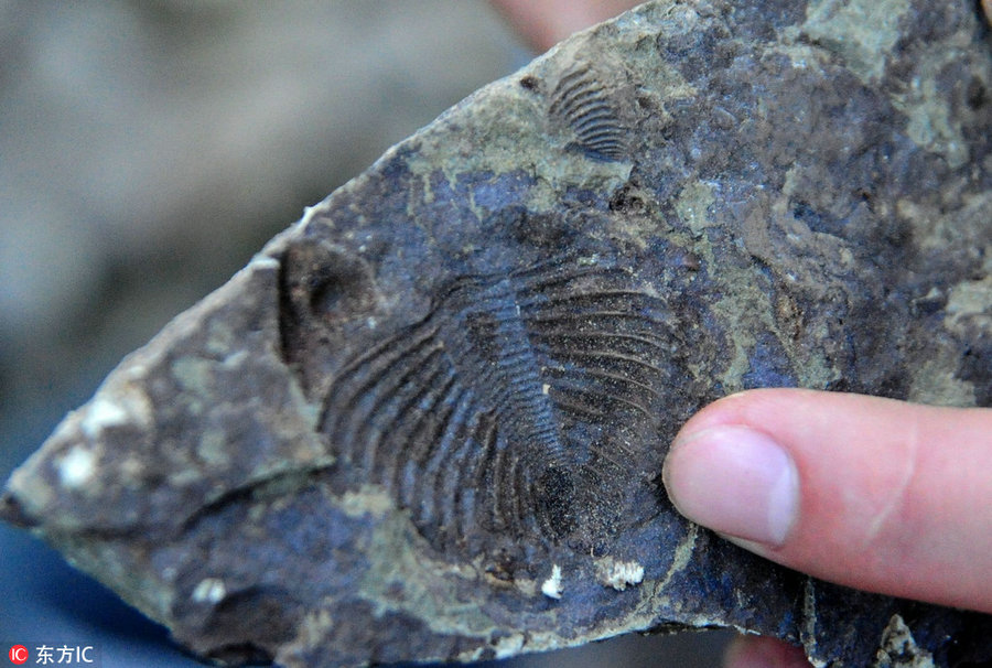 Trilobite fossil found in Chongqing