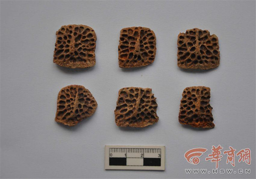 Crocodile bone plates found in Haojing ruins