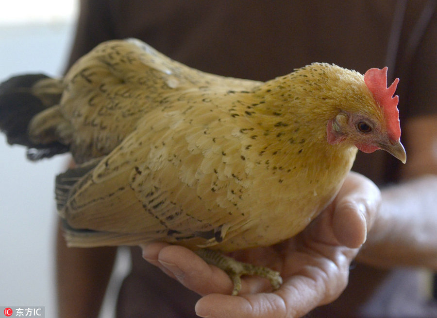 Malaysia Serama stamps welcome Year of Rooster