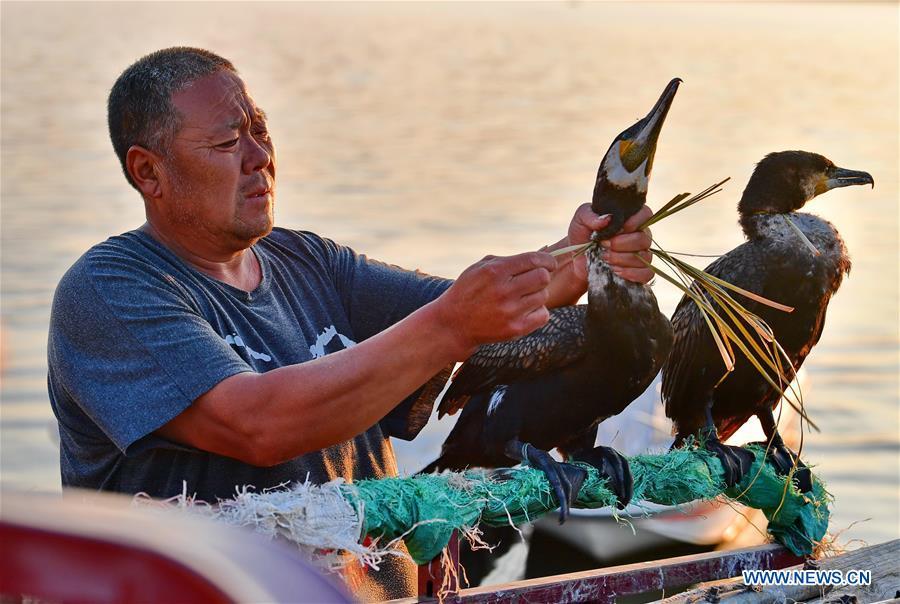 Chinese fisherman sticks to tradition of catching fish with ospreys