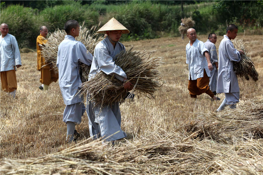 Shaolin monks get joy from harvest