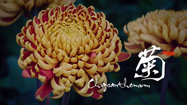 Chrysanthemum: The symbol of vitality in Chinese culture