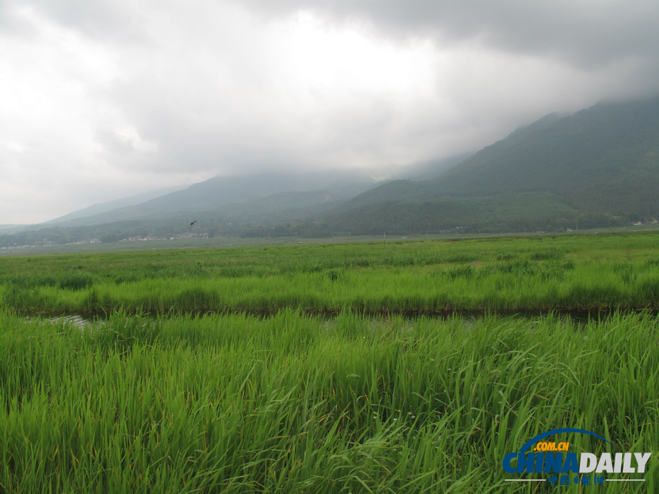 走进腾冲北海湿地 体验“人在画中游”的美景