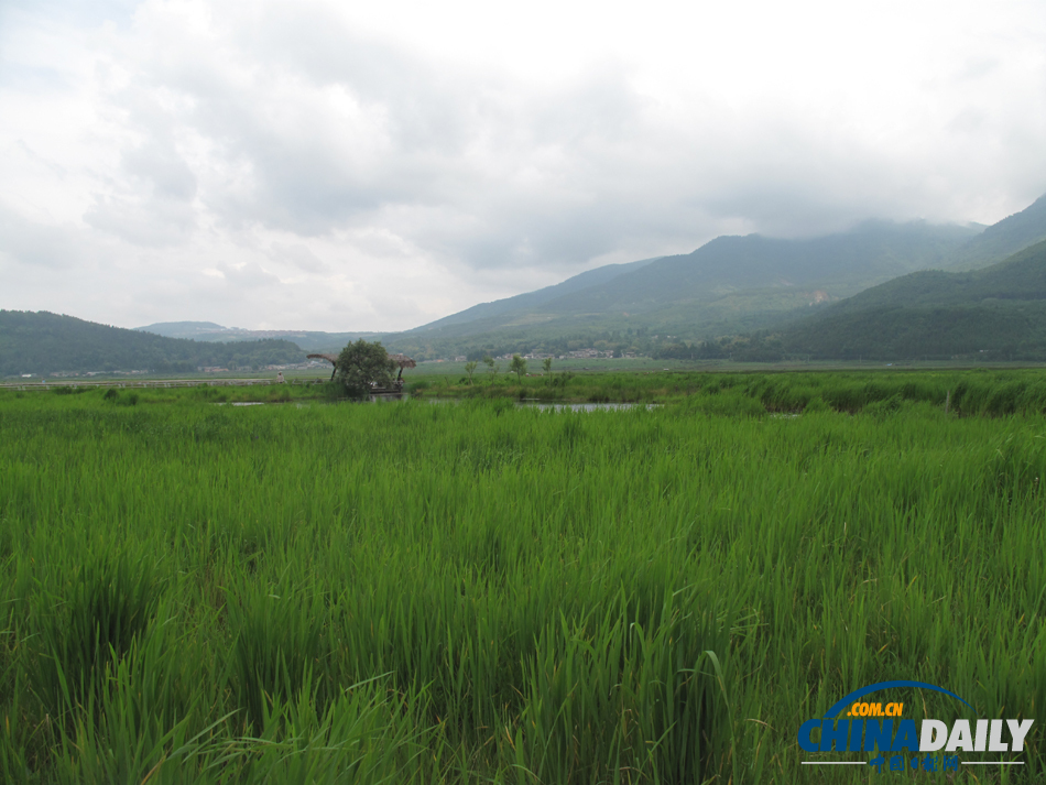走进腾冲北海湿地 体验“人在画中游”的美景