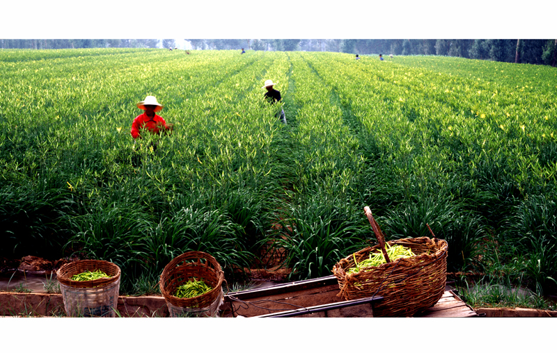 大同黄花菜荣获农业博览会“中国优质产品”称号