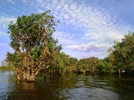 东寨港红树林：第一个红树林保护区