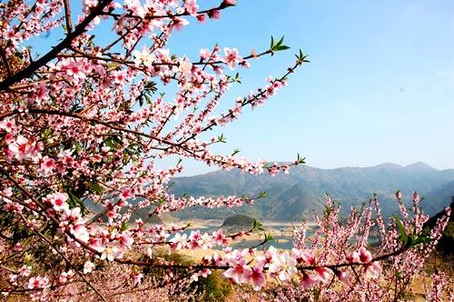 广东清远：桃花朵朵笑春风