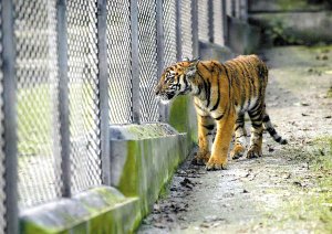 虎年认养老虎 500元一只 可获5次以上免费探视