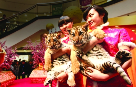 小老虎贺岁 顾客惊呼好大的猫