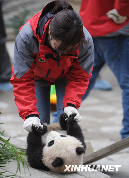 卧龙16只大熊猫宝宝进入幼儿园
