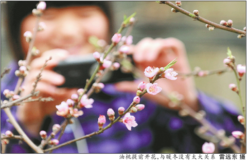 第一次春节赏花:成都龙泉桃花开了
