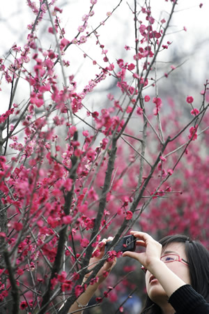 杭州：江南春早 十万株梅花竞相开放