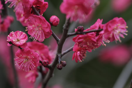 杭州：江南春早 十万株梅花竞相开放