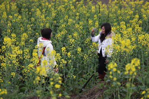 长宁春来早 菜花开游客笑